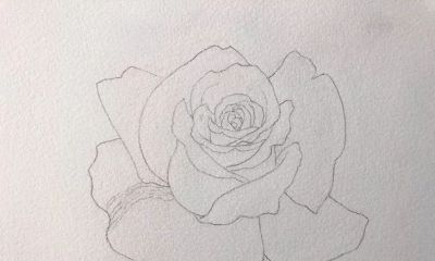 适合零基础学习，46步教你画一朵水彩红玫瑰 - 图画吧TUHUABA