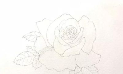 适合零基础学习，46步教你画一朵水彩红玫瑰 - 图画吧TUHUABA