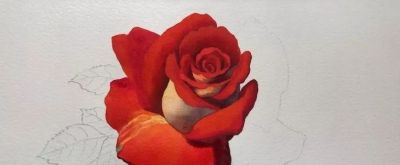 适合零基础学习，46步教你画一朵水彩红玫瑰 - 图画吧TUHUABA
