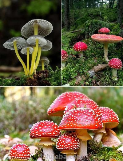 儿童画教程｜水彩笔绘画课程《一丛五彩的小蘑菇》 - 图画吧TUHUABA