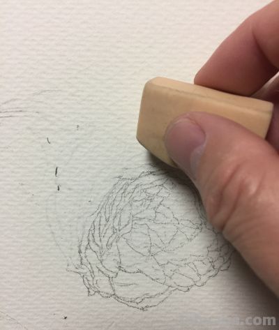 超详细水彩步骤图，33步教你画水彩英伦玫瑰花 - 图画吧TUHUABA