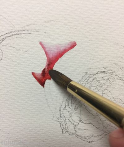 超详细水彩步骤图，33步教你画水彩英伦玫瑰花 - 图画吧TUHUABA