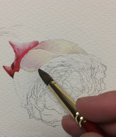 超详细水彩步骤图，33步教你画水彩英伦玫瑰花 - 图画吧TUHUABA