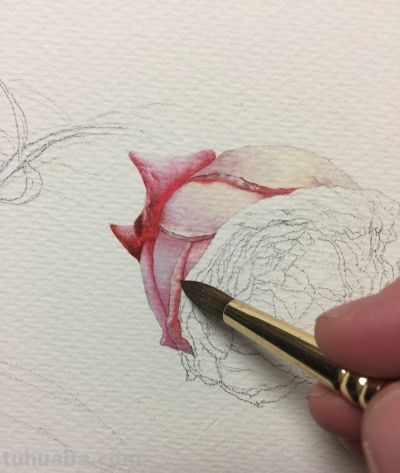 超详细水彩步骤图，33步教你画水彩英伦玫瑰花 - 图画吧TUHUABA