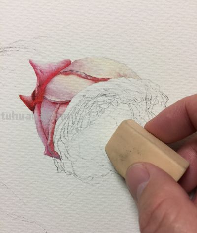 超详细水彩步骤图，33步教你画水彩英伦玫瑰花 - 图画吧TUHUABA