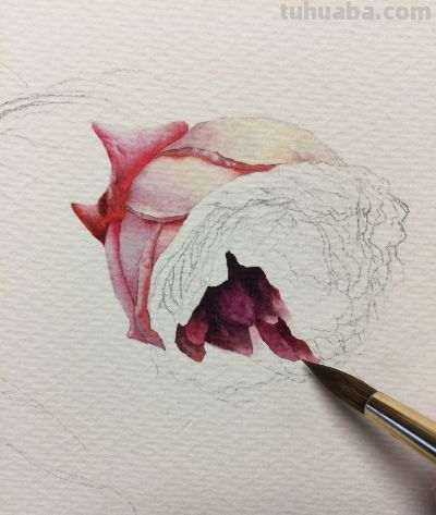 超详细水彩步骤图，33步教你画水彩英伦玫瑰花 - 图画吧TUHUABA