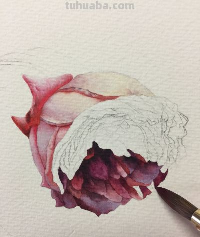 超详细水彩步骤图，33步教你画水彩英伦玫瑰花 - 图画吧TUHUABA