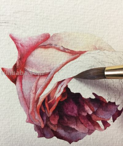 超详细水彩步骤图，33步教你画水彩英伦玫瑰花 - 图画吧TUHUABA