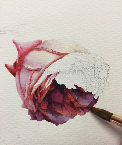 超详细水彩步骤图，33步教你画水彩英伦玫瑰花 - 图画吧TUHUABA