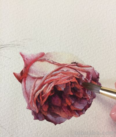 超详细水彩步骤图，33步教你画水彩英伦玫瑰花 - 图画吧TUHUABA