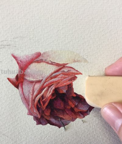 超详细水彩步骤图，33步教你画水彩英伦玫瑰花 - 图画吧TUHUABA