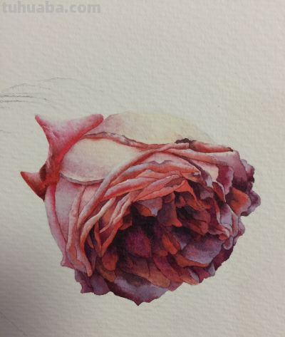 超详细水彩步骤图，33步教你画水彩英伦玫瑰花 - 图画吧TUHUABA