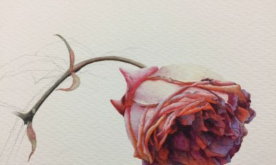 超详细水彩步骤图，33步教你画水彩英伦玫瑰花 - 图画吧TUHUABA