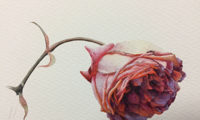 超详细水彩步骤图，33步教你画水彩英伦玫瑰花 - 图画吧TUHUABA