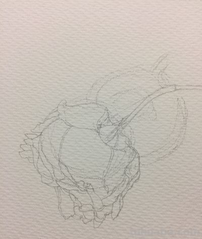 超详细水彩步骤图，33步教你画水彩英伦玫瑰花 - 图画吧TUHUABA