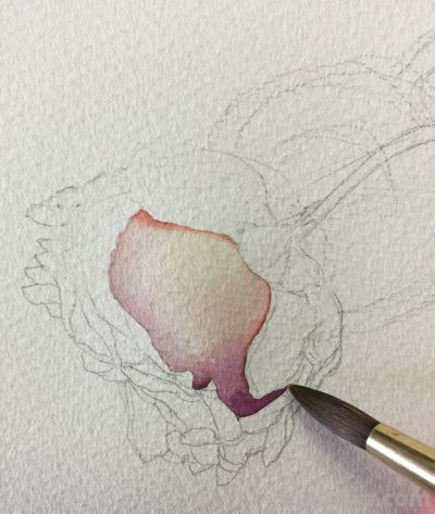 超详细水彩步骤图，33步教你画水彩英伦玫瑰花 - 图画吧TUHUABA