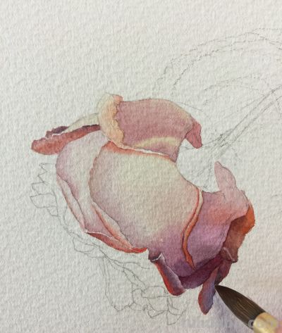 超详细水彩步骤图，33步教你画水彩英伦玫瑰花 - 图画吧TUHUABA