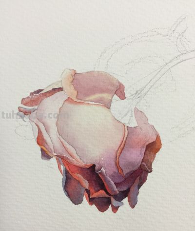 超详细水彩步骤图，33步教你画水彩英伦玫瑰花 - 图画吧TUHUABA