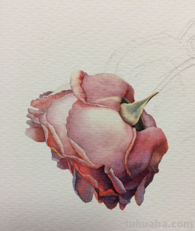 超详细水彩步骤图，33步教你画水彩英伦玫瑰花 - 图画吧TUHUABA