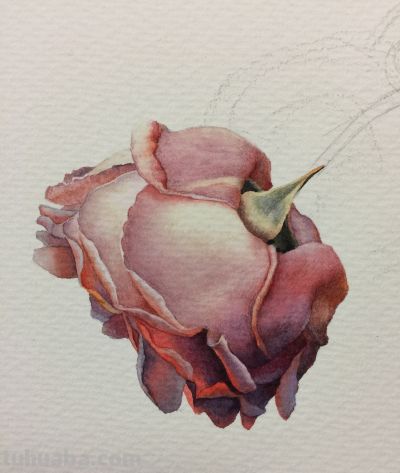 超详细水彩步骤图，33步教你画水彩英伦玫瑰花 - 图画吧TUHUABA