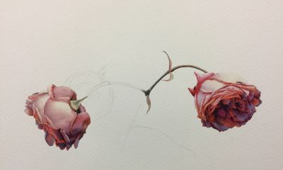 超详细水彩步骤图，33步教你画水彩英伦玫瑰花 - 图画吧TUHUABA