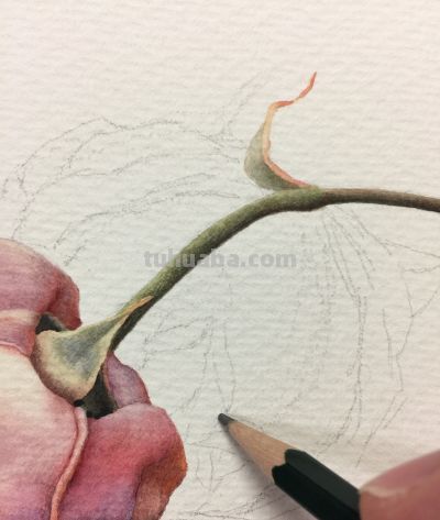 超详细水彩步骤图，33步教你画水彩英伦玫瑰花 - 图画吧TUHUABA