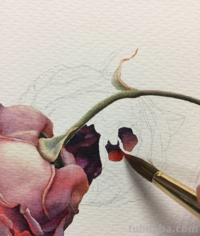 超详细水彩步骤图，33步教你画水彩英伦玫瑰花 - 图画吧TUHUABA