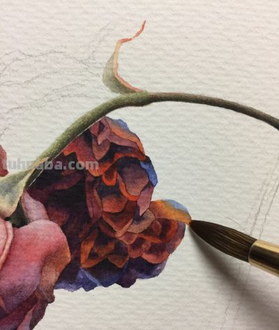 超详细水彩步骤图，33步教你画水彩英伦玫瑰花 - 图画吧TUHUABA