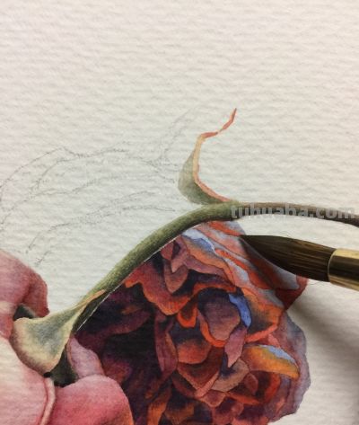 超详细水彩步骤图，33步教你画水彩英伦玫瑰花 - 图画吧TUHUABA