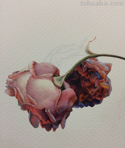 超详细水彩步骤图，33步教你画水彩英伦玫瑰花 - 图画吧TUHUABA