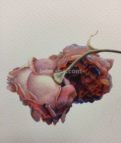 超详细水彩步骤图，33步教你画水彩英伦玫瑰花 - 图画吧TUHUABA