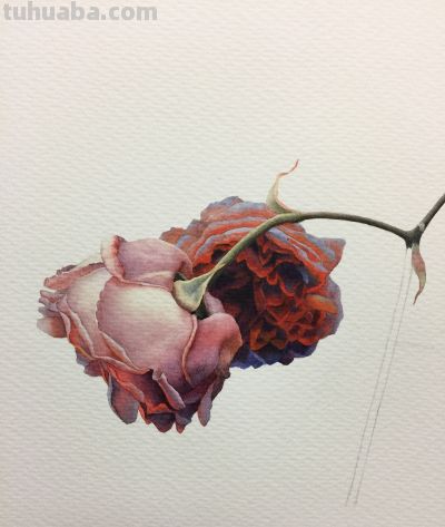 超详细水彩步骤图，33步教你画水彩英伦玫瑰花 - 图画吧TUHUABA