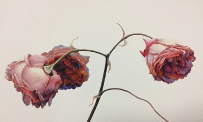 超详细水彩步骤图，33步教你画水彩英伦玫瑰花 - 图画吧TUHUABA