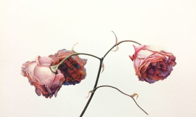 超详细水彩步骤图，33步教你画水彩英伦玫瑰花 - 图画吧TUHUABA