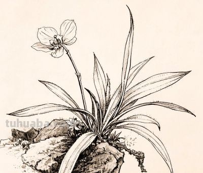 钢笔画,速写素描丨石崖上的风景 - 今日头条 钢笔画,速写素描丨石崖上的风景 - 图画吧TUHUABA