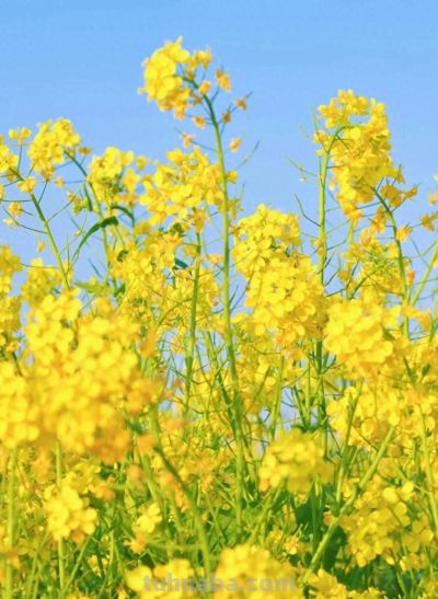 厦门Color Walk！清明踏青解锁7种色彩~ - 今日头条