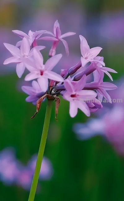 厦门Color Walk！清明踏青解锁7种色彩~ - 图画吧TUHUABA