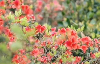 厦门Color Walk！清明踏青解锁7种色彩~ - 图画吧TUHUABA