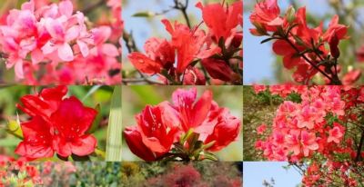 厦门Color Walk！清明踏青解锁7种色彩~ - 图画吧TUHUABA