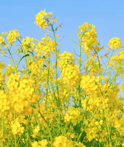 厦门Color Walk！清明踏青解锁7种色彩~ - 图画吧TUHUABA