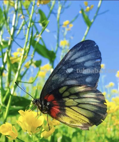 厦门Color Walk！清明踏青解锁7种色彩~ - 图画吧TUHUABA