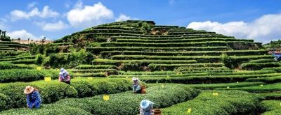 厦门Color Walk！清明踏青解锁7种色彩~ - 图画吧TUHUABA