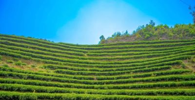 厦门Color Walk！清明踏青解锁7种色彩~ - 图画吧TUHUABA