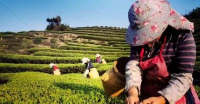 厦门Color Walk！清明踏青解锁7种色彩~ - 图画吧TUHUABA