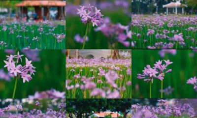 厦门Color Walk！清明踏青解锁7种色彩~ - 图画吧TUHUABA