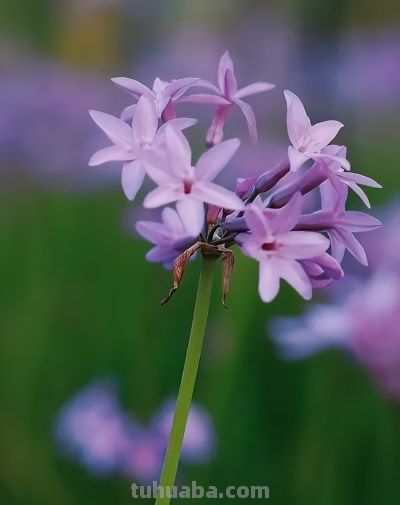 厦门Color Walk！清明踏青解锁7种色彩~ - 图画吧TUHUABA