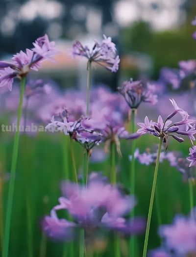 厦门Color Walk！清明踏青解锁7种色彩~ - 图画吧TUHUABA