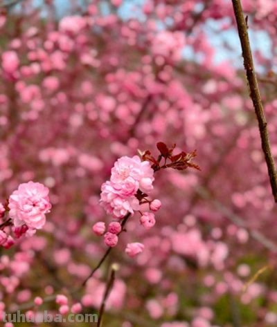 美图 | 春天的色彩 - 图画吧TUHUABA