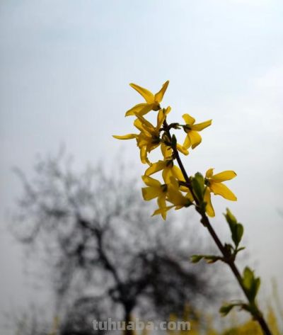 美图 | 春天的色彩 - 图画吧TUHUABA