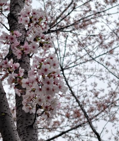 美图 | 春天的色彩 - 图画吧TUHUABA